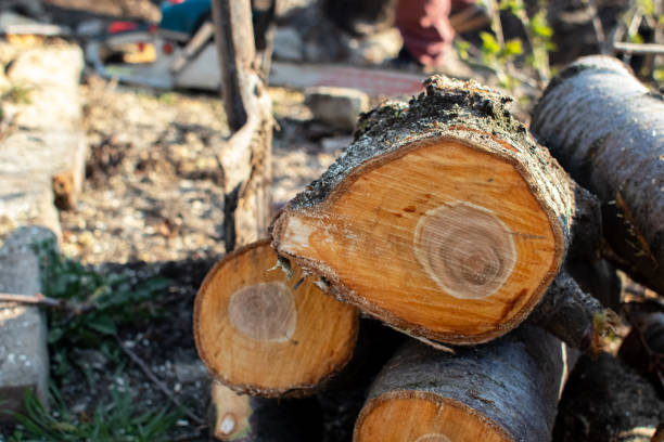 Best Storm Damage Tree Cleanup  in , CA